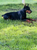 European Doberman , a female Doberman Pinscher for sale in Arlington, WA – Photo 1 of 5
