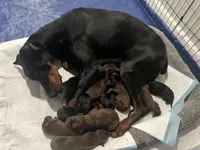 European Doberman , a female Doberman Pinscher for sale in Arlington, WA – Photo 5 of 5