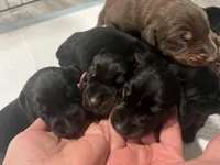 European Doberman , a female Doberman Pinscher for sale in Arlington, WA – Photo 3 of 5