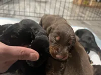 European Doberman , a female Doberman Pinscher for sale in Arlington, WA – Photo 4 of 5