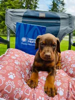 European Doberman , a male Doberman Pinscher for sale in Arlington, WA – 4 of 10