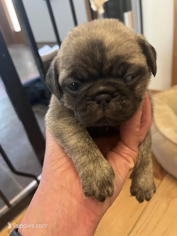 Jet – Pug puppy for sale in Windsor Heights, IA