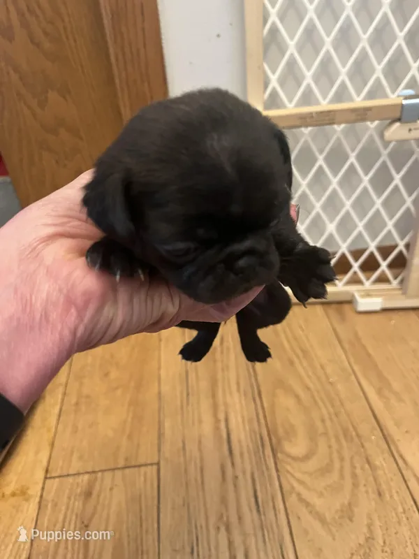 Apple Pie – Pug puppy for sale in Windsor Heights, IA