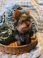 Lucky, a male Yorkshire Terrier for sale in Encino, CA – 6 of 10