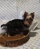 Kobe, a male Yorkshire Terrier for sale in Encino, CA – 6 of 10
