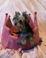 Scarlett, a female Yorkshire Terrier for sale in Encino, CA – 7 of 10
