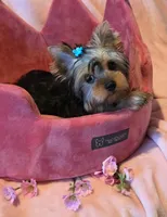 Scarlett, a female Yorkshire Terrier for sale in Encino, CA – 3 of 10
