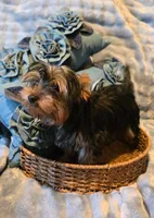 Lucky, a male Yorkshire Terrier for sale in Encino, CA – 9 of 10