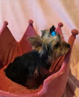Peanut, a male Yorkshire Terrier for sale in Encino, CA – 6 of 10