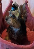 Peanut, a male Yorkshire Terrier for sale in Encino, CA – 8 of 10