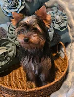 Lucky, a male Yorkshire Terrier for sale in Encino, CA – 7 of 10