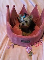 Scarlett, a female Yorkshire Terrier for sale in Encino, CA – 9 of 10