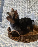 Kobe, a male Yorkshire Terrier for sale in Encino, CA – 8 of 10