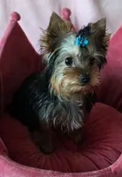Peanut, a male Yorkshire Terrier for sale in Encino, CA – 7 of 10