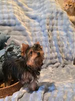 Lucky, a male Yorkshire Terrier for sale in Encino, CA – 8 of 10