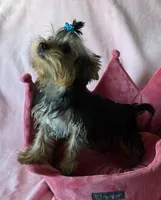 Peanut, a male Yorkshire Terrier for sale in Encino, CA – 3 of 10