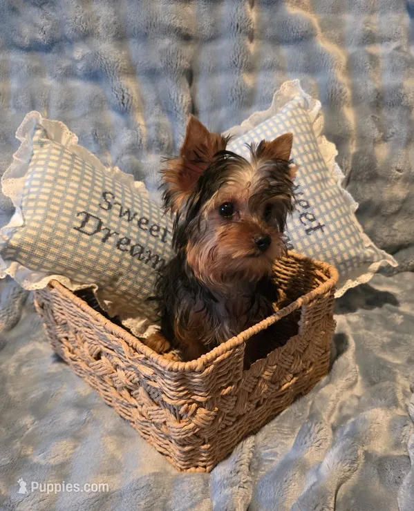 Bob – Yorkshire Terrier puppy for sale in Encino, CA