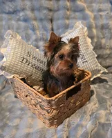 Kobe, a male Yorkshire Terrier for sale in Encino, CA – 1 of 10