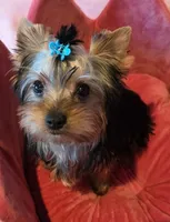 Peanut, a male Yorkshire Terrier for sale in Encino, CA – 9 of 10