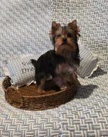 Kobe, a male Yorkshire Terrier for sale in Encino, CA – 5 of 10