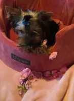 Peanut, a male Yorkshire Terrier for sale in Encino, CA – 10 of 10