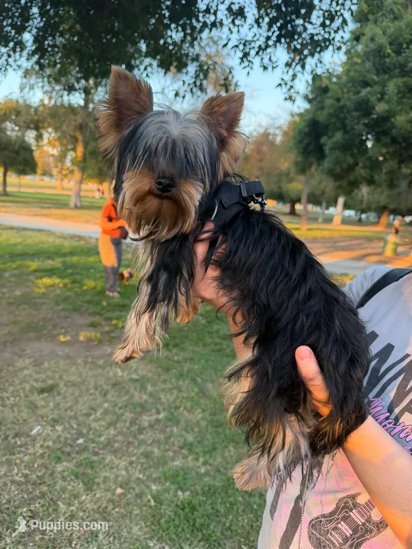 Peanut – Yorkshire Terrier puppy on hold in Encino, CA