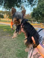 Lucky, a male Yorkshire Terrier for sale in Encino, CA – 10 of 10