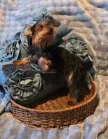 Lucky, a male Yorkshire Terrier for sale in Encino, CA – 2 of 10