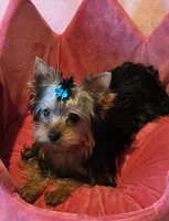 Peanut, a male Yorkshire Terrier for sale in Encino, CA – 5 of 10