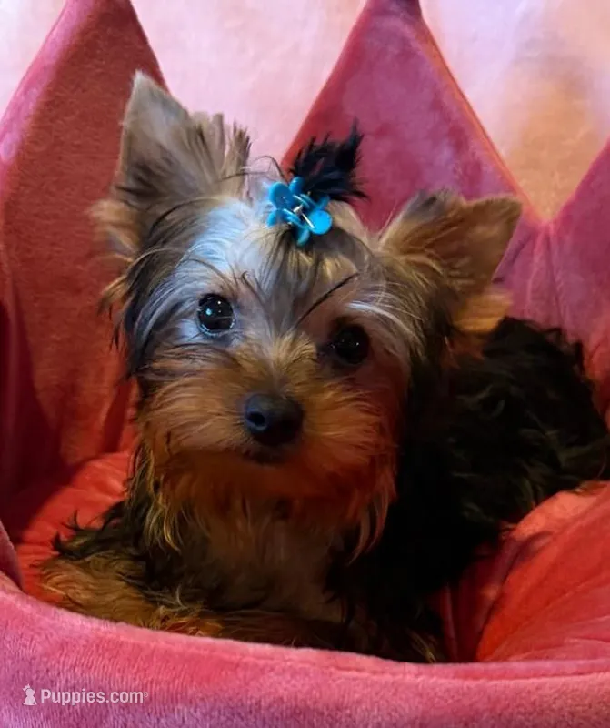 Lucky – Yorkshire Terrier puppy for sale in Encino, CA
