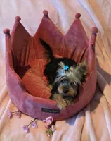 Scarlett, a female Yorkshire Terrier for sale in Encino, CA – 4 of 10