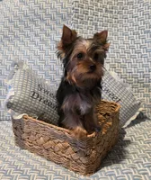 Kobe, a male Yorkshire Terrier for sale in Encino, CA – 7 of 10