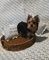 Kobe, a male Yorkshire Terrier for sale in Encino, CA – 4 of 10