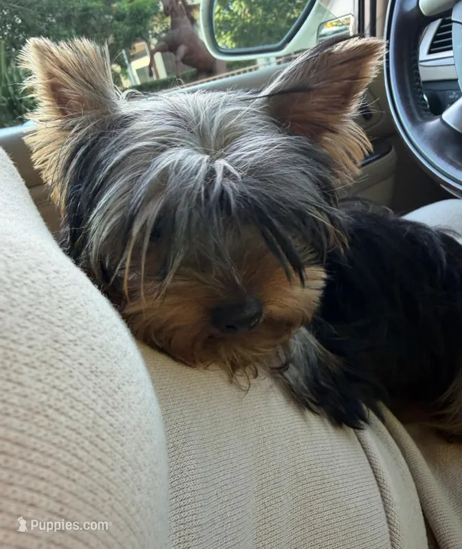 Lucky – Yorkshire Terrier puppy for sale in Encino, CA