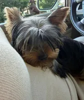 Lucky, a male Yorkshire Terrier for sale in Encino, CA – 1 of 8