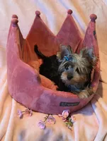 Scarlett, a female Yorkshire Terrier for sale in Encino, CA – 5 of 10