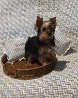 Kobe, a male Yorkshire Terrier for sale in Encino, CA – 10 of 10