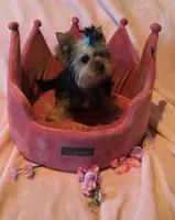 Scarlett, a female Yorkshire Terrier for sale in Encino, CA – 6 of 10