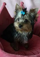 Peanut, a male Yorkshire Terrier for sale in Encino, CA – 4 of 10
