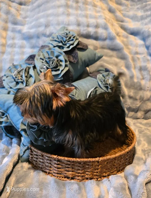 Lucky – Yorkshire Terrier puppy for sale in Encino, CA