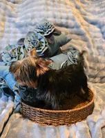 Lucky, a male Yorkshire Terrier for sale in Encino, CA – 4 of 10