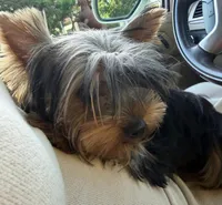 Lucky, a male Yorkshire Terrier for sale in Encino, CA – 2 of 8
