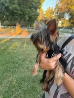 Lucky, a male Yorkshire Terrier for sale in Encino, CA – 9 of 10