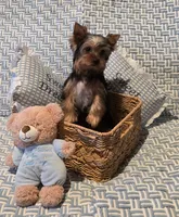 Kobe, a male Yorkshire Terrier for sale in Encino, CA – 2 of 10