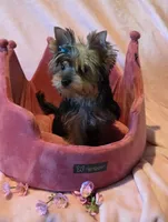 Scarlett, a female Yorkshire Terrier for sale in Encino, CA – 10 of 10