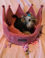 Scarlett, a female Yorkshire Terrier for sale in Encino, CA – 2 of 10