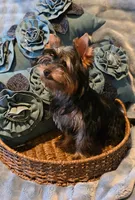 Lucky, a male Yorkshire Terrier for sale in Encino, CA – 3 of 10