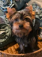 Lucky, a male Yorkshire Terrier for sale in Encino, CA – 5 of 10