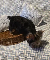 Kobe, a male Yorkshire Terrier for sale in Encino, CA – 3 of 10