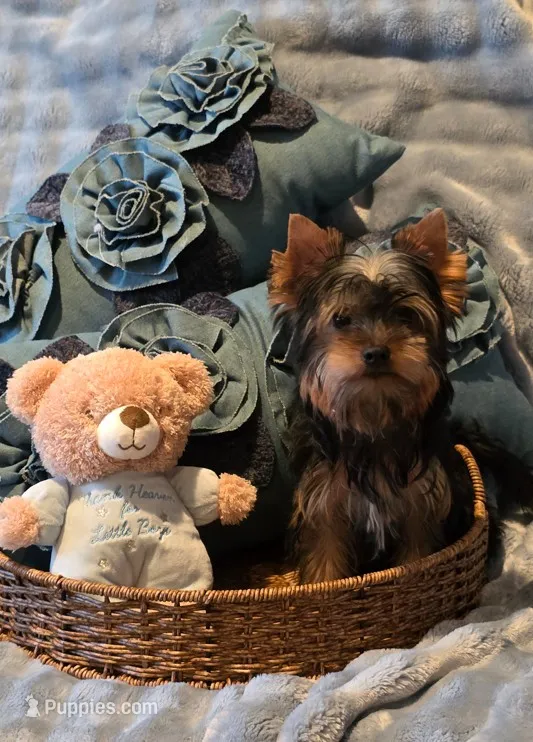 Lucky – Yorkshire Terrier puppy for sale in Encino, CA